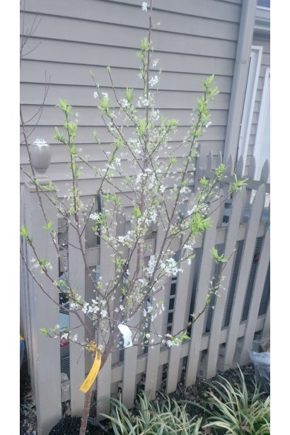 Цвітіння саджанця сливи Flavour Queen 